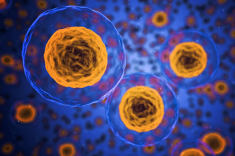 Stoffwechsel und Hormone